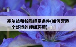 塞爾達和帕雅睡覺條件，如何營造一個舒適的睡眠環境