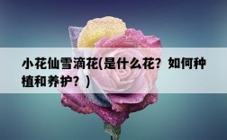 小花仙雪滴花，是什么花？如何種植和養護？