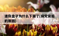 迷你盒子為什么下架了，探究背后的原因