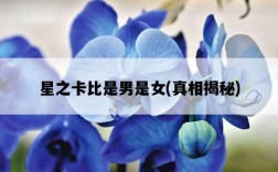 星之卡比是男是女，真相揭秘