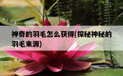 神奇的羽毛怎么獲得，探秘神秘的羽毛來源