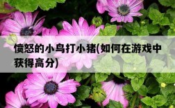 憤怒的小鳥打小豬，如何在游戲中獲得高分