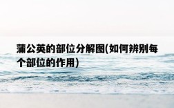 蒲公英的部位分解圖，如何辨別每個部位的作用