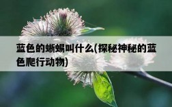 藍色的蜥蜴叫什么，探秘神秘的藍色爬行動物