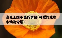 洛克王國小曼陀羅豬，可愛的寵物小動物介紹