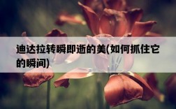 迪達拉轉瞬即逝的美，如何抓住它的瞬間