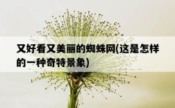 又好看又美麗的蜘蛛網，這是怎樣的一種奇特景象