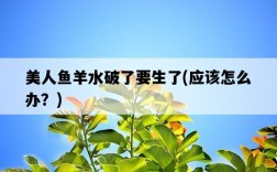 美人魚羊水破了要生了，應該怎么辦？