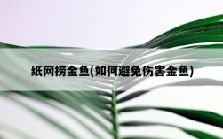 紙網撈金魚，如何避免傷害金魚