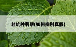 老坑種翡翠,如何辨別真假