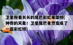 衛星拖著長長的尾巴彩虹來架橋，神奇的天象！衛星尾巴竟然變成了一座彩虹橋