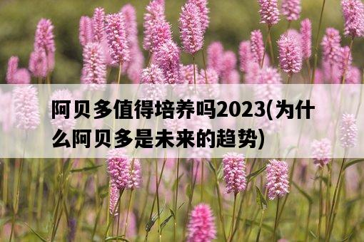 阿貝多值得培養嗎2023，為什么阿貝多是未來的趨勢-圖1