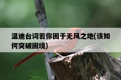 溫迪臺詞若你困于無風之地，該如何突破困境-圖1