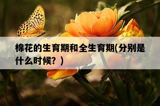 棉花的生育期和全生育期，分別是什么時候？-圖1
