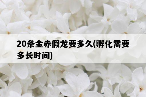 20條金赤假龍要多久，孵化需要多長時間-圖1