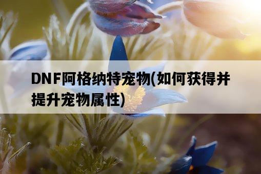 DNF阿格納特寵物，如何獲得并提升寵物屬性-圖1