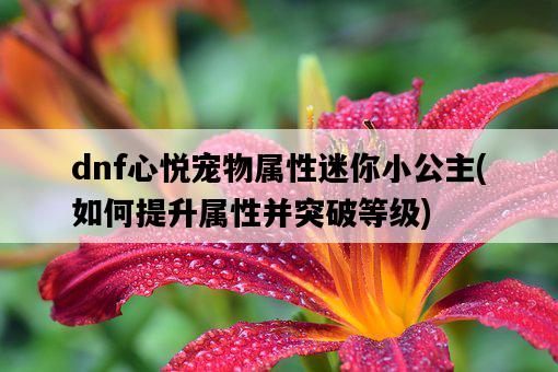 dnf心悅寵物屬性迷你小公主，如何提升屬性并突破等級-圖1