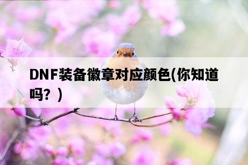 DNF裝備徽章對應顏色，你知道嗎？-圖1