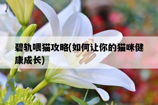 碧軌喂貓攻略，如何讓你的貓咪健康成長-圖1