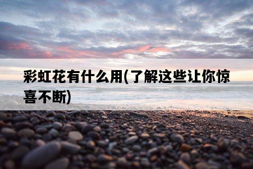 彩虹花有什么用，了解這些讓你驚喜不斷-圖1