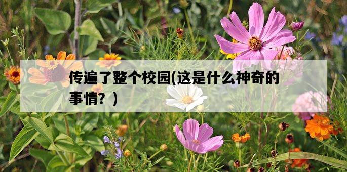 傳遍了整個校園，這是什么神奇的事情？-圖1