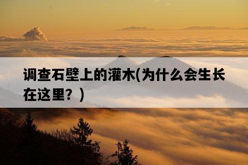 調查石壁上的灌木，為什么會生長在這里？-圖1