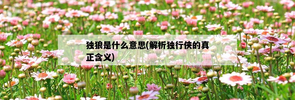 獨狼是什么意思，解析獨行俠的真正含義-圖1