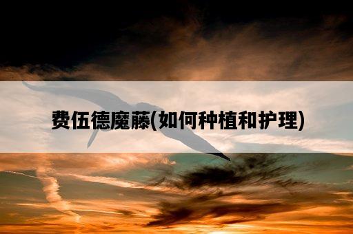 費伍德魔藤，如何種植和護理-圖1