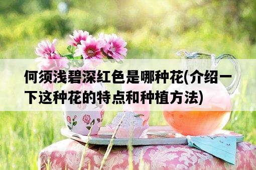 何須淺碧深紅色是哪種花，介紹一下這種花的特點和種植方法-圖1