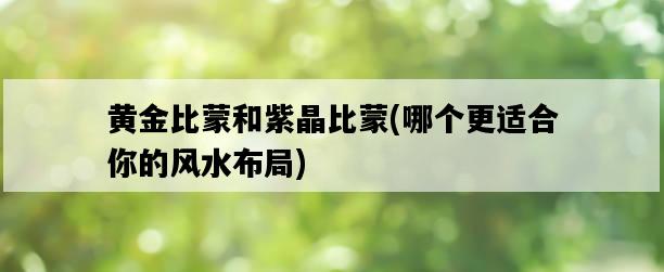 黃金比蒙和紫晶比蒙，哪個更適合你的風水布局-圖1