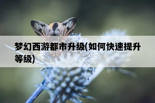 夢幻西游都市升級,如何快速提升等級-圖1 夢幻西游都市升級,如何快速提升等級-圖1