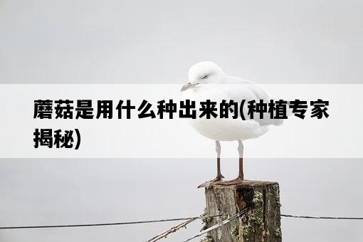 蘑菇是用什么種出來的，種植專家揭秘-圖1