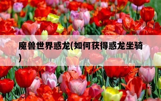 魔獸世界惑龍，如何獲得惑龍坐騎-圖1