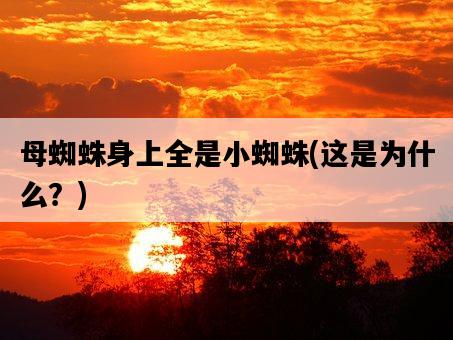 母蜘蛛身上全是小蜘蛛，這是為什么？-圖1