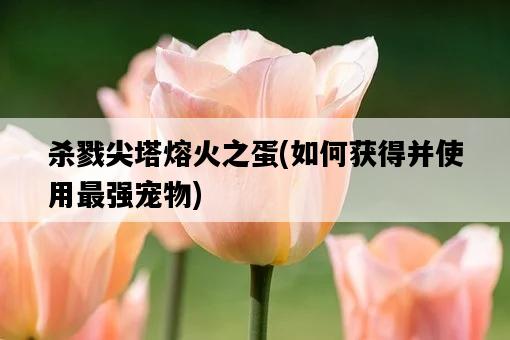 殺戮尖塔熔火之蛋，如何獲得并使用最強寵物-圖1