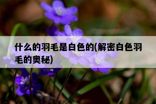 什么的羽毛是白色的,解密白色羽毛的奧秘-圖1 什么的羽毛是白色的,解密白色羽毛的奧秘-圖1