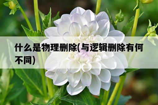 什么是物理刪除,與邏輯刪除有何不同-圖1 什么是物理刪除,與邏輯刪除有何不同-圖1