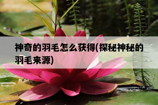 神奇的羽毛怎么獲得，探秘神秘的羽毛來源-圖1