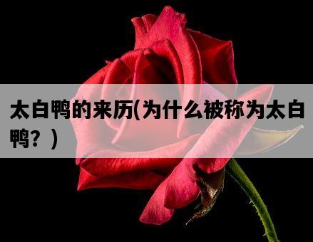 太白鴨的來歷，為什么被稱為太白鴨？-圖1