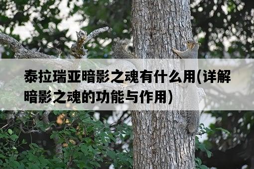 泰拉瑞亞暗影之魂有什么用，詳解暗影之魂的功能與作用-圖1