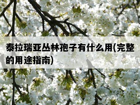泰拉瑞亞叢林孢子有什么用,完整的用途指南-圖1 泰拉瑞亞叢林孢子有什么用,完整的用途指南-圖1