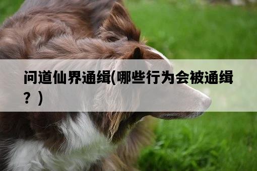 問道仙界通緝,哪些行為會被通緝?-圖1 問道仙界通緝,哪些行為會被通緝?-圖1