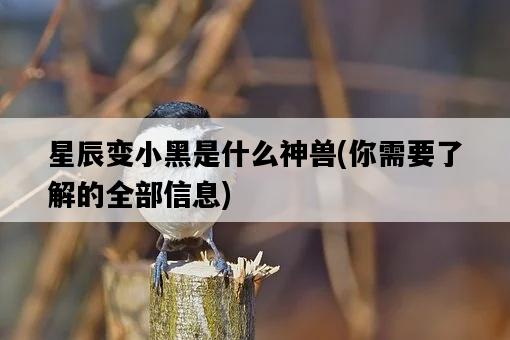 星辰變小黑是什么神獸，你需要了解的全部信息-圖1