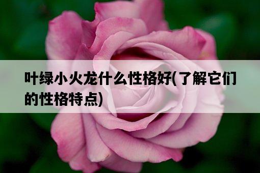 葉綠小火龍什么性格好，了解它們的性格特點-圖1