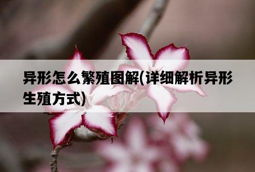 異形怎么繁殖圖解，詳細解析異形生殖方式-圖1