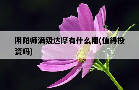 陰陽師滿級達摩有什么用，值得投資嗎-圖1