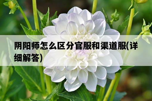 陰陽師怎么區分官服和渠道服，詳細解答-圖1