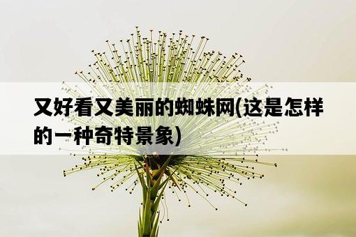 又好看又美麗的蜘蛛網，這是怎樣的一種奇特景象-圖1