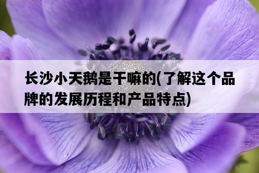 長沙小天鵝是干嘛的，了解這個品牌的發展歷程和產品特點-圖1