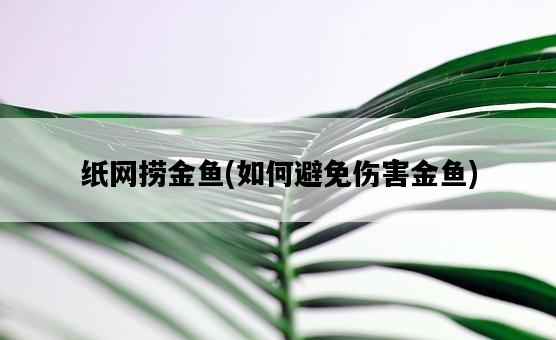 紙網撈金魚,如何避免傷害金魚-圖1 紙網撈金魚,如何避免傷害金魚-圖1